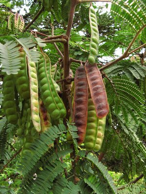 Mimosa Tree Seed Pods0637