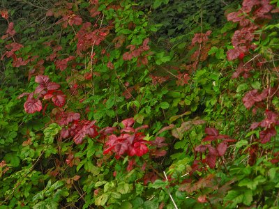 Leaves of three ... poison oak0626