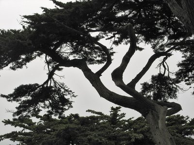 Monterey Cypress Tree0603