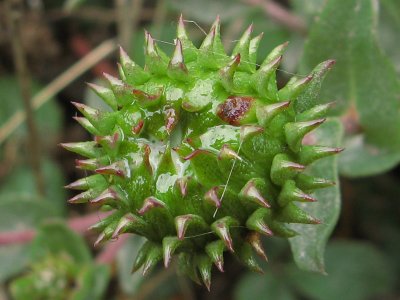 Spikey bud of the Gum Plant Grindelia robusta0590