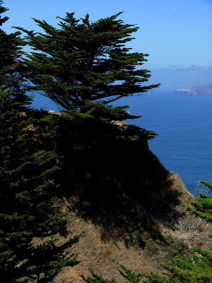 Cypress and its shadow0843