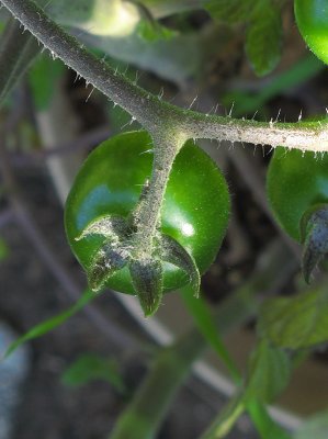 Tomato closeup0895cr