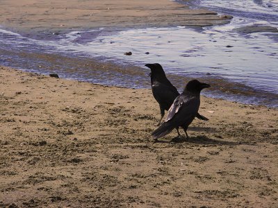 Two Crows on the Sand1974