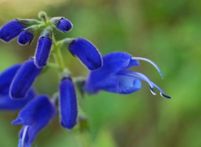 *12* Blue Salvia