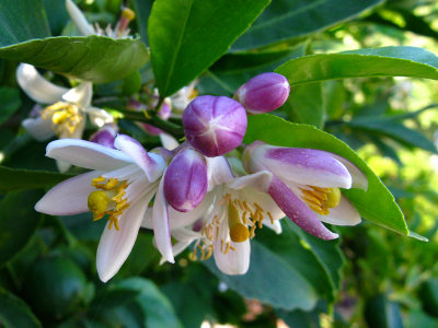 *14*Lemon Blossoms