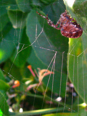 *15*Garden Spider