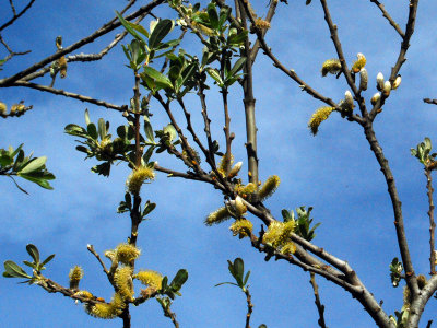 Willow tree with buds<br />DSC_0511