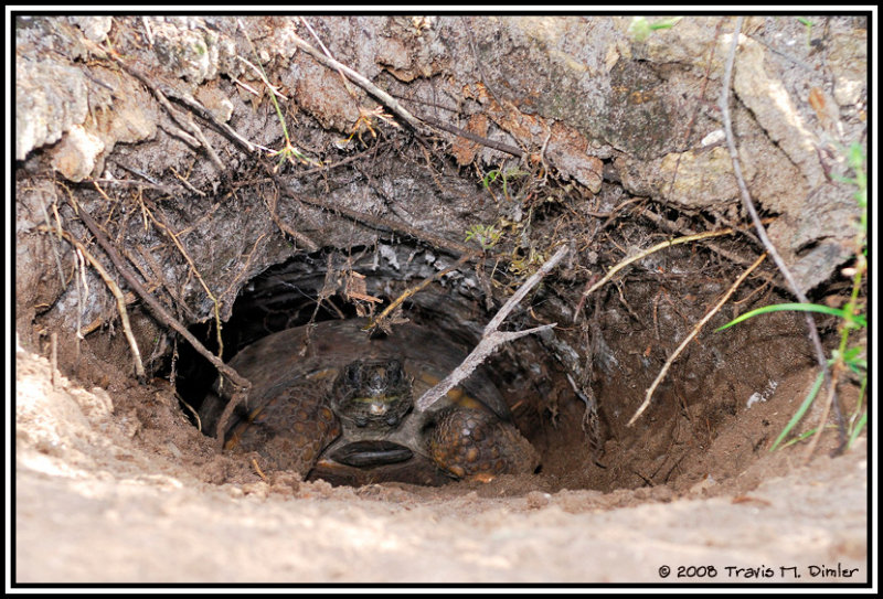 Gopher Tortoise (Gopherus polyphemus)