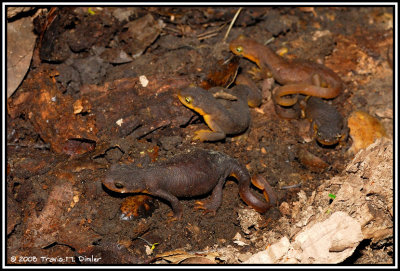 A typical scene....Lots of T. torosa