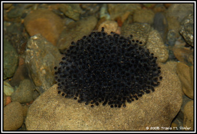 Un-identified frog eggs