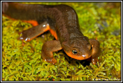 Big male T. granulosa....in the same stream with many T. rivularis