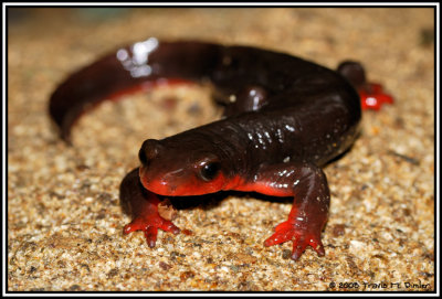Male T. rivularis abound