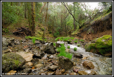Habitat for T. rivularis and T. granulosa