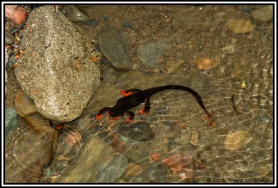 T. rivularis