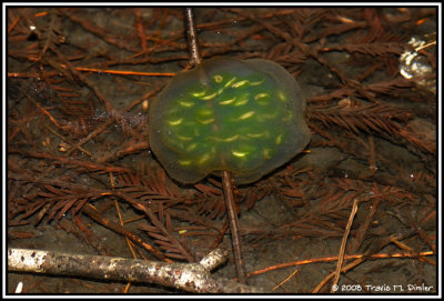 A. gracile egg mass