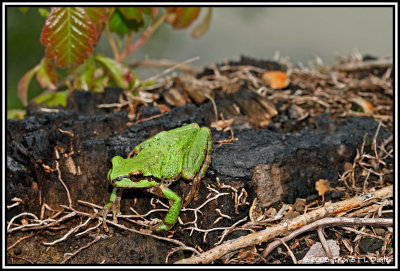 Pacific Tree Frog ( Pseudacris regilla )