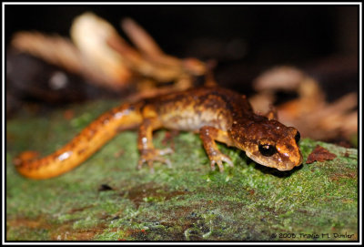 Painted Ensatina ( Ensatina picta )
