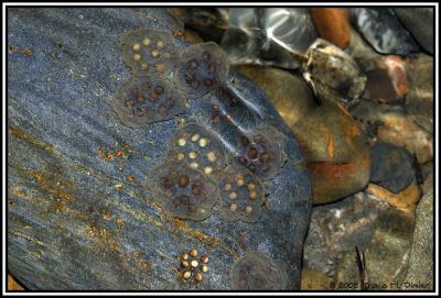Eggs of  T. rivularis