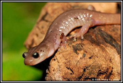 Arboreal Salamander ( Aneides lugubris )