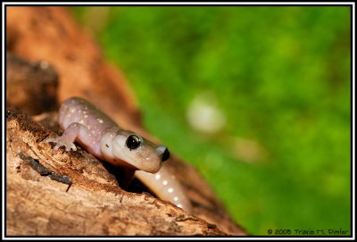 Arboreal Salamander ( Aneides lugubris )