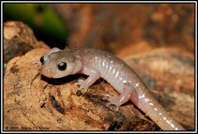 Arboreal Salamander ( Aneides lugubris )
