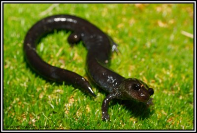 Del Norte Salamander ( Plethodon elongatus )