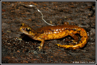 Painted Ensatina ( Ensatina picta )