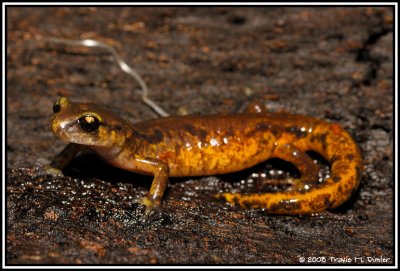 Painted Ensatina ( Ensatina picta )