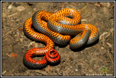 Pacific Ring-necked Snake ( Diadophis punctatus amabilis )