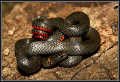 Pacific Ring-necked Snake ( Diadophis punctatus amabilis )