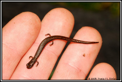 California Slender Salamander ( Batrachoseps attenuatus )