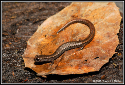 California Slender Salamander ( Batrachoseps attenuatus )