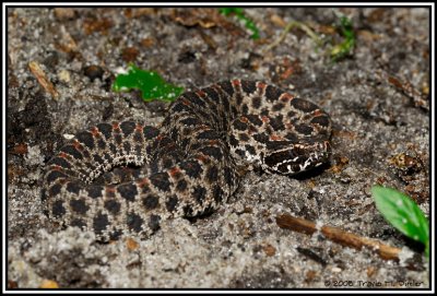 Dusky Pygmy Rattlesnake ( Sistrurus miliarius barbouri )