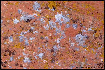 Lichens