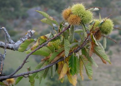 Castanhas
