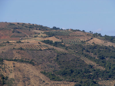 New Groves near Modadouro
