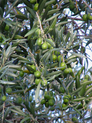 Olives