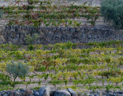Vineyard