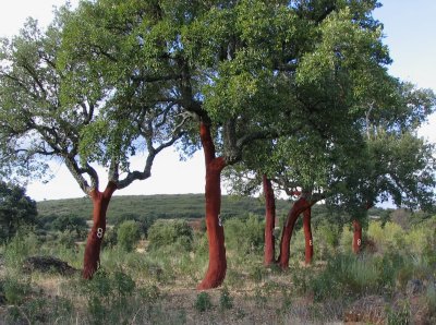 Cork Trees