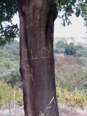Cork Vintage 2004