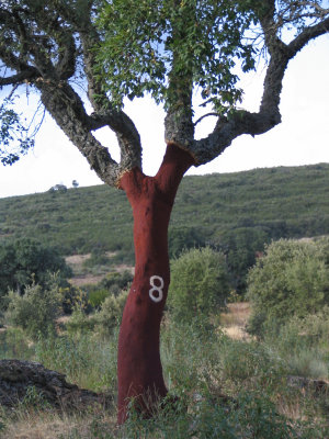 Cork Vintage 2008