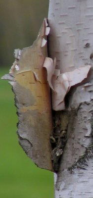 Bark II