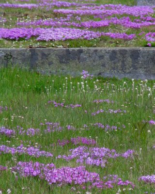 Cemetary wall