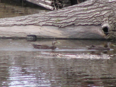 Duck