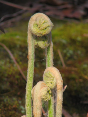 Fern Family