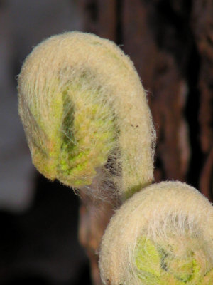 Fern