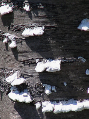 Fungus