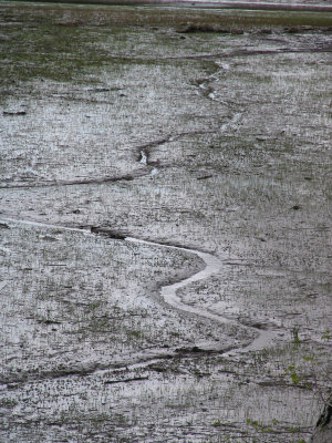 Low Tide