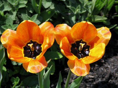 Orange Sisters