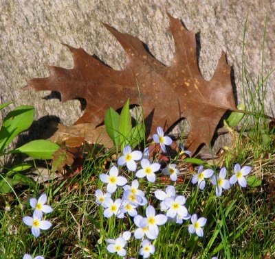 Spring and Fall